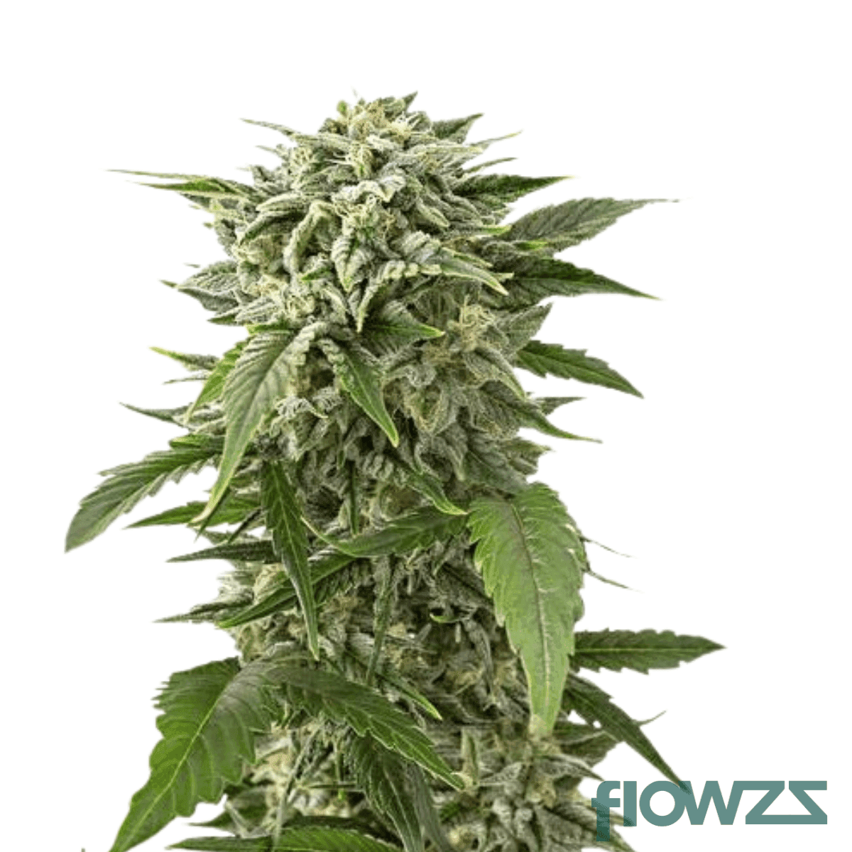 afgan-bubba-kush
