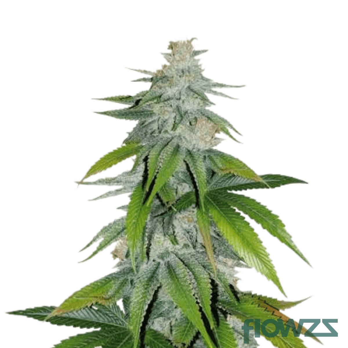 grape-og