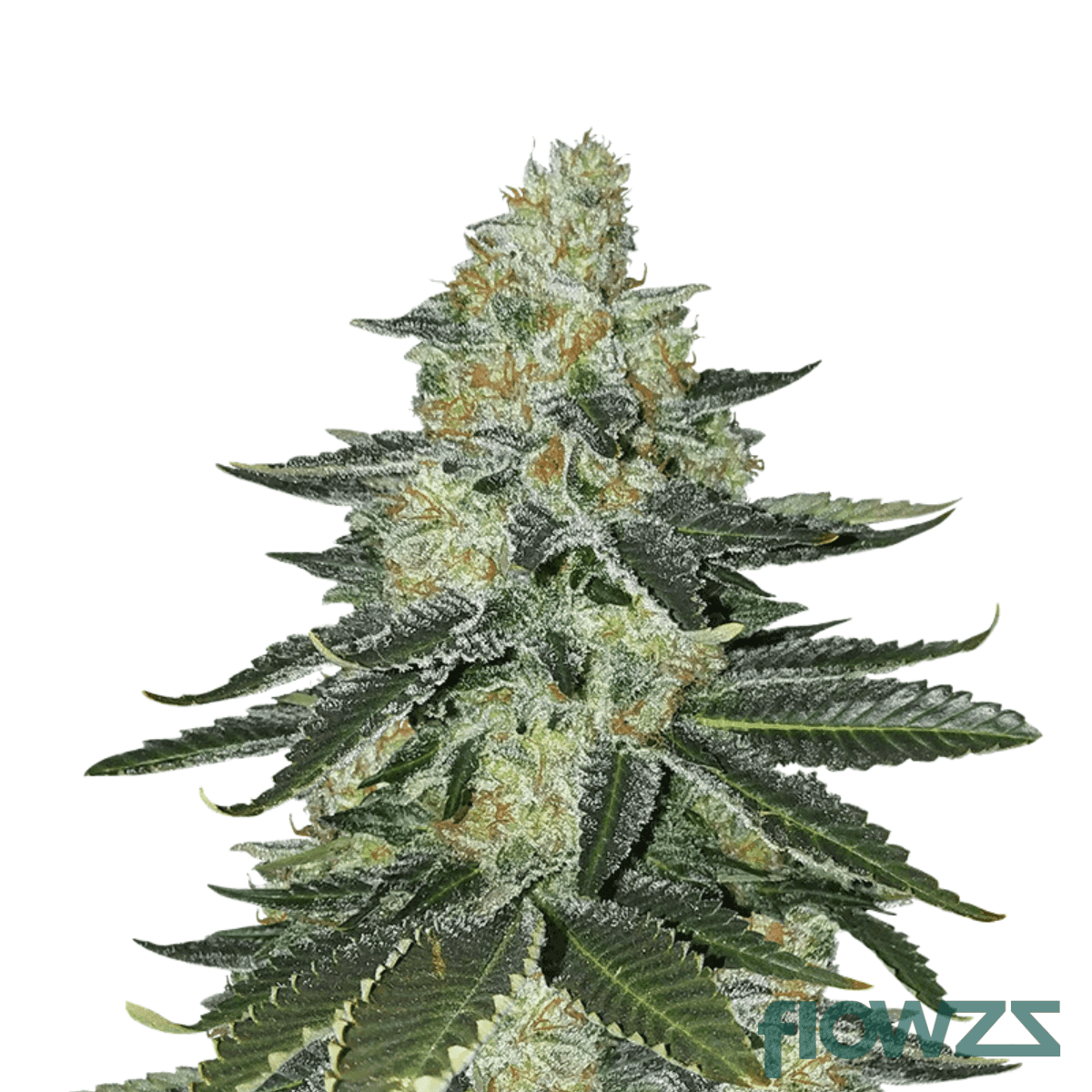 kebab-kush