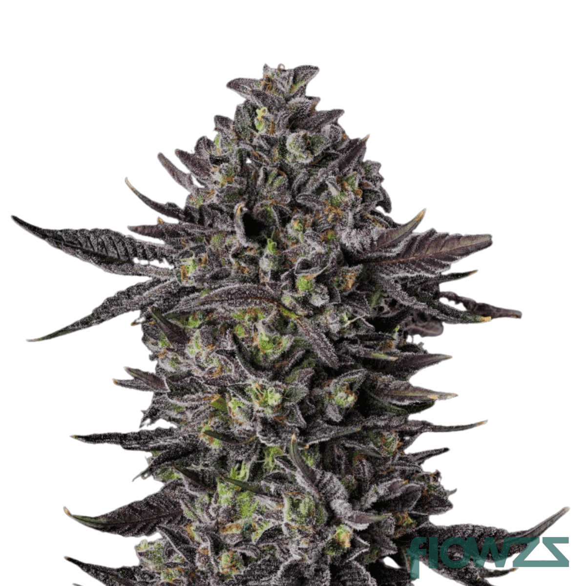 tigerz-eye-27