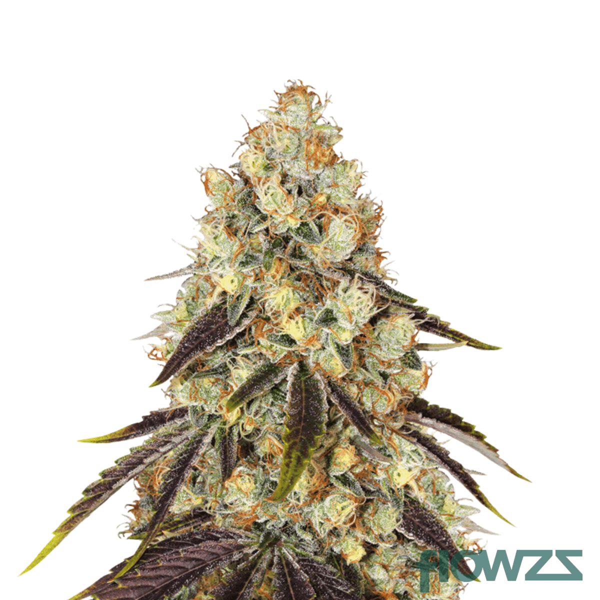 gmo-x-animal-cookies