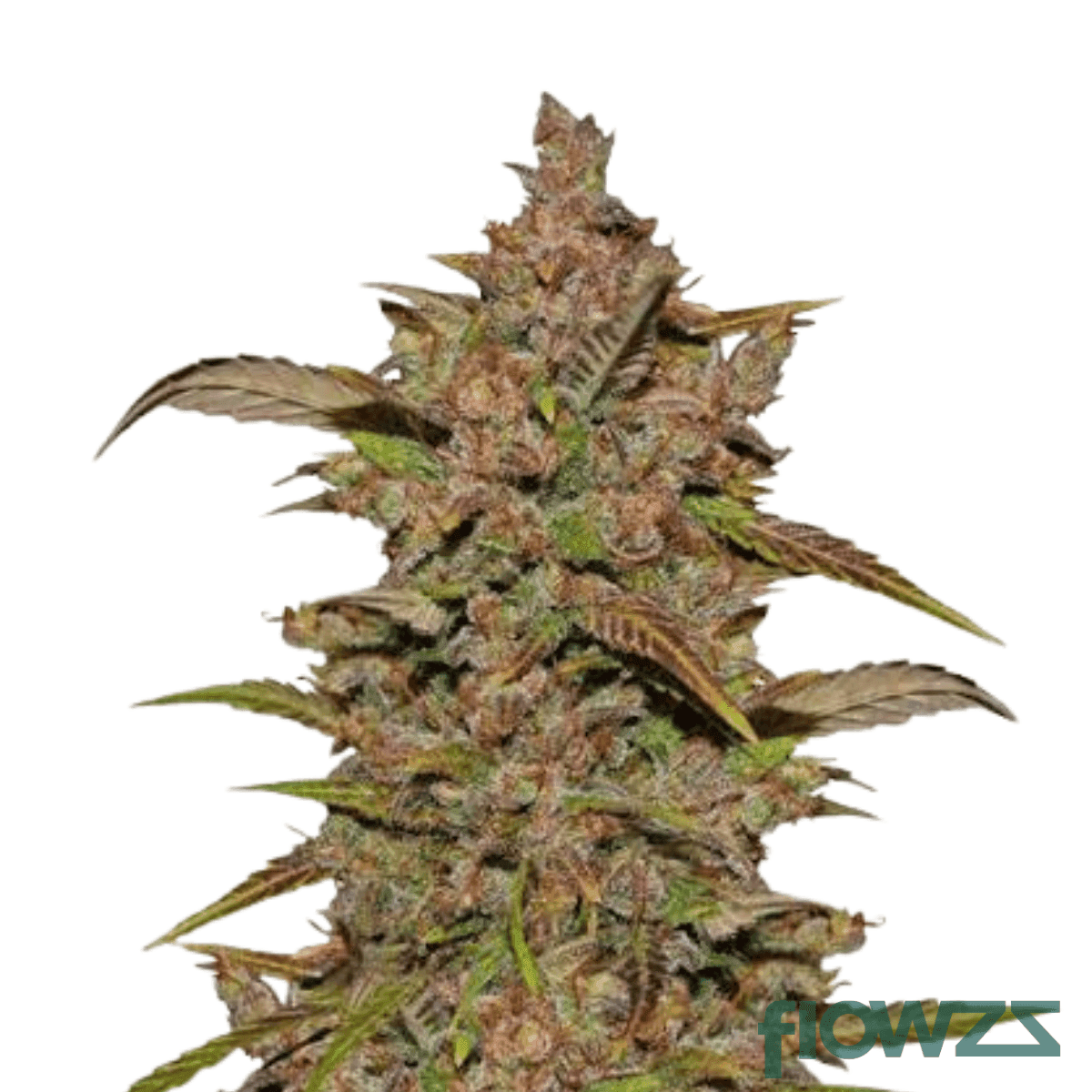 mint-og