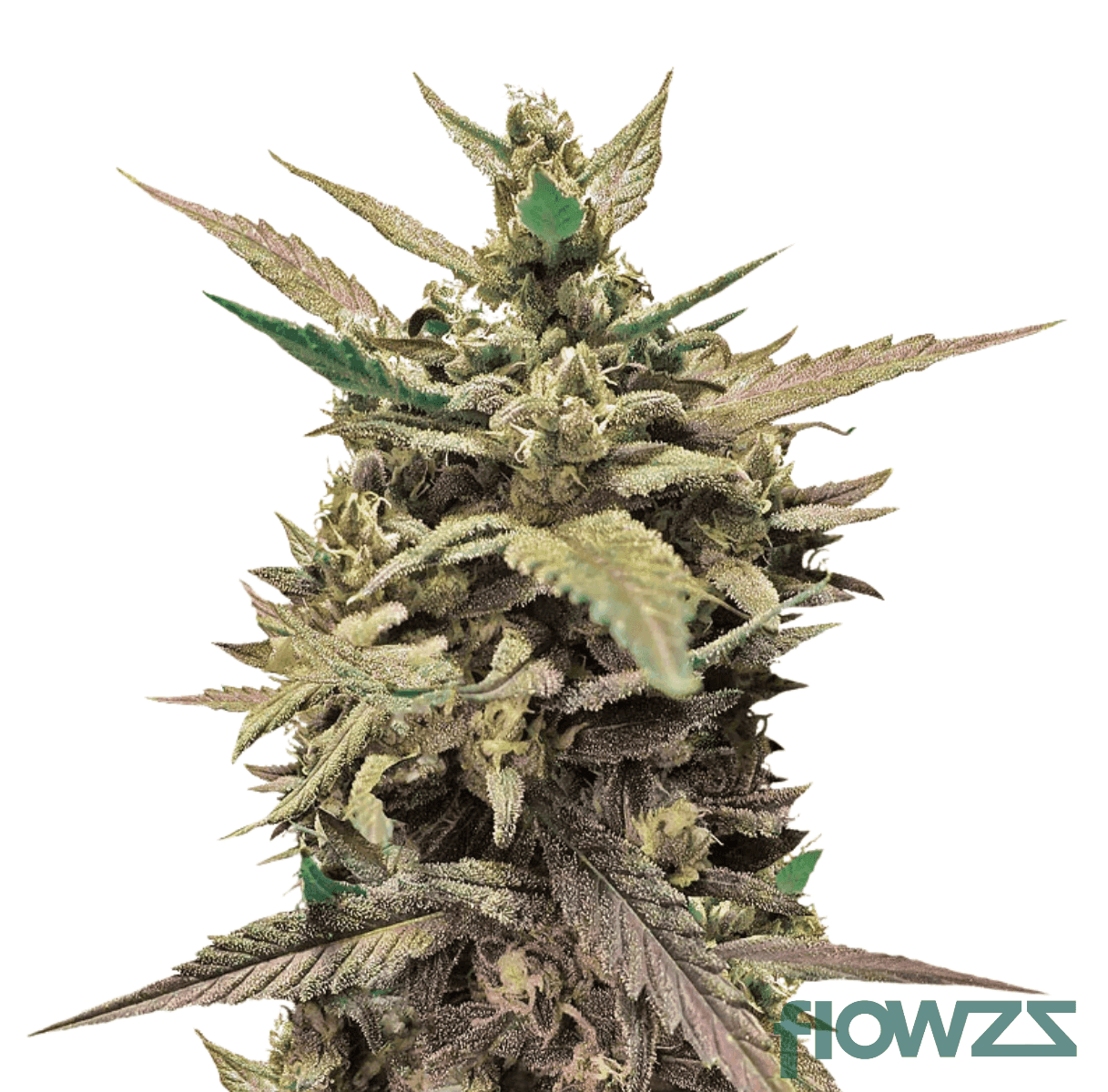 guava-lemon-kush