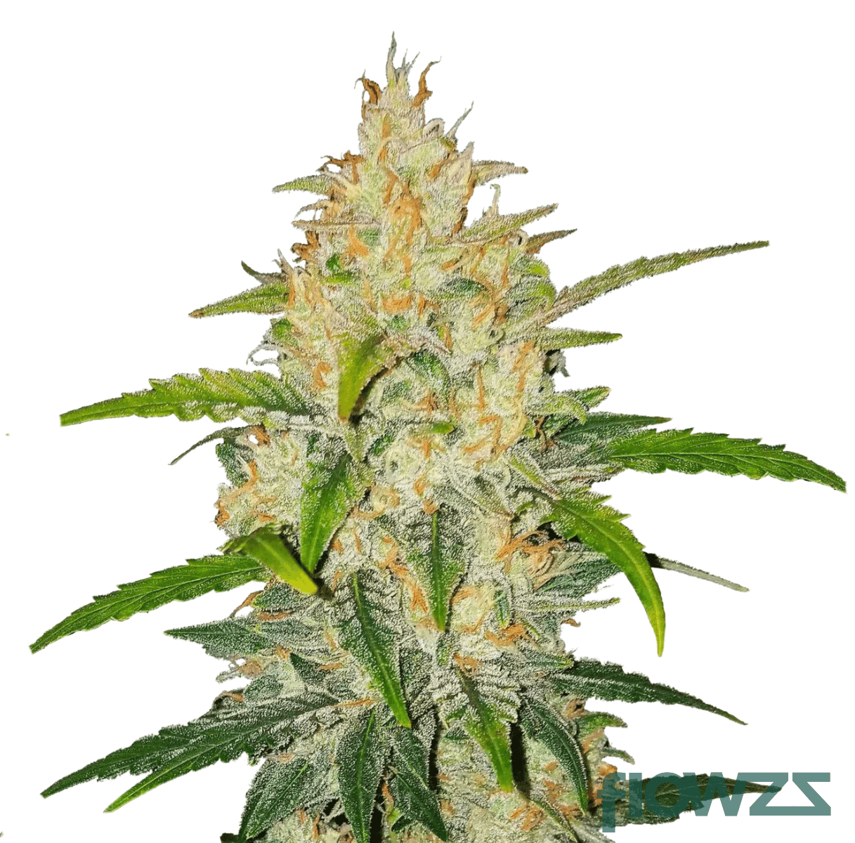 sfv-chem-og