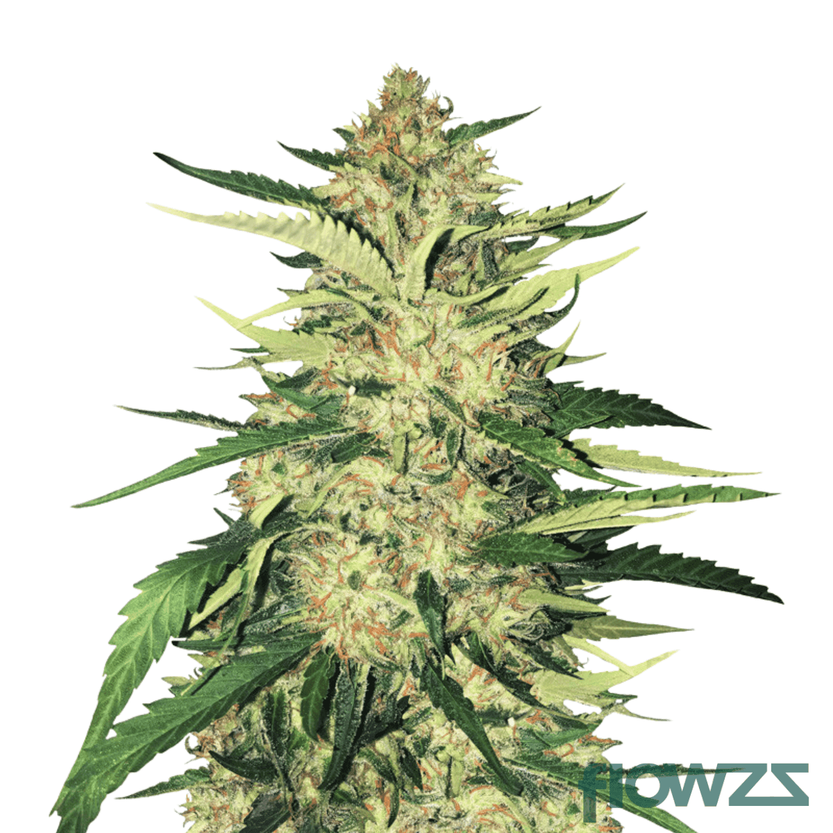 ruby-haze