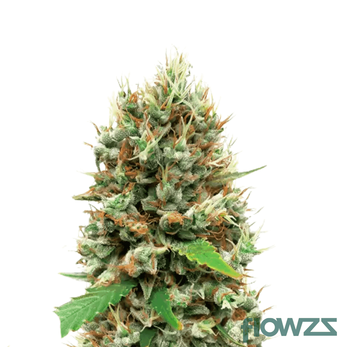 gary-payton-x-scotty-2-hotty