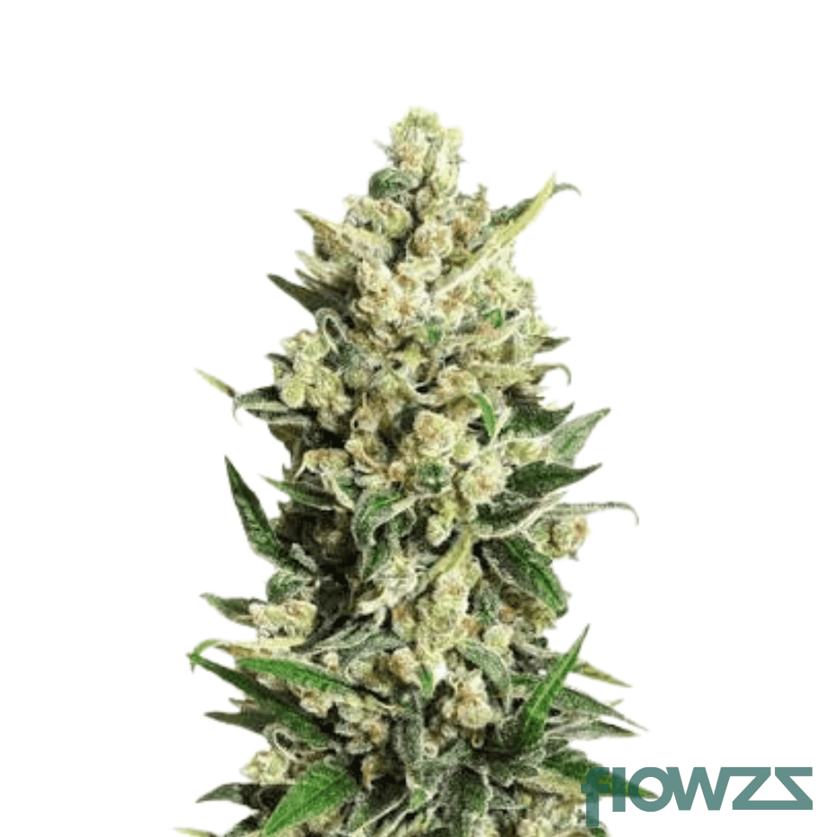 super-silver-haze-x-lemon-skunk-x-ethos-cookies