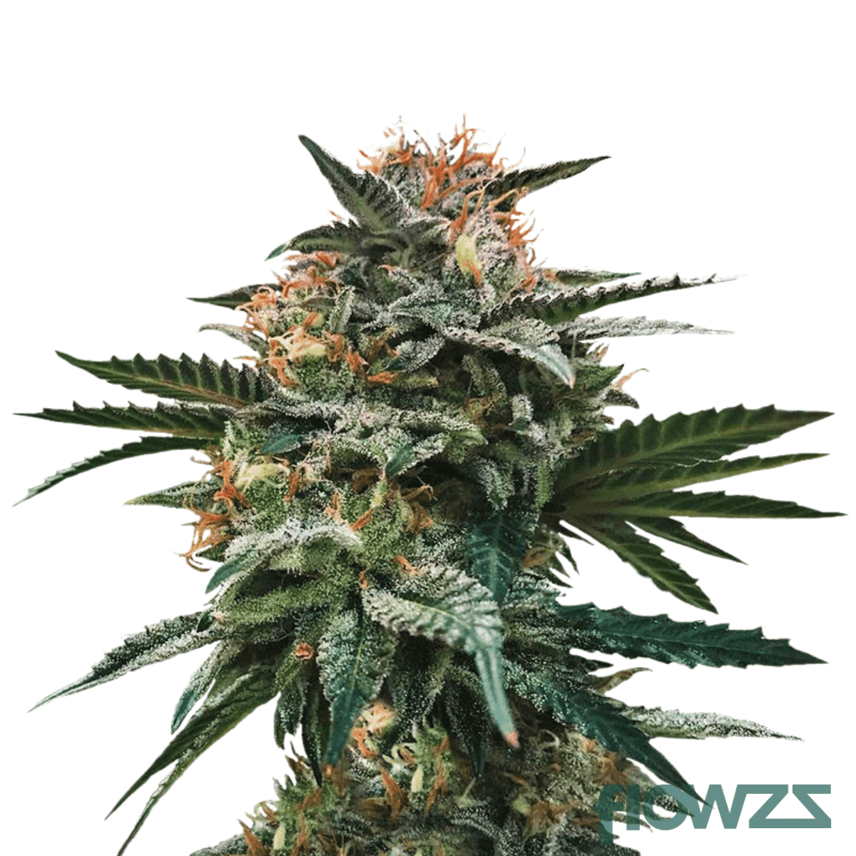 blood-orange-kush