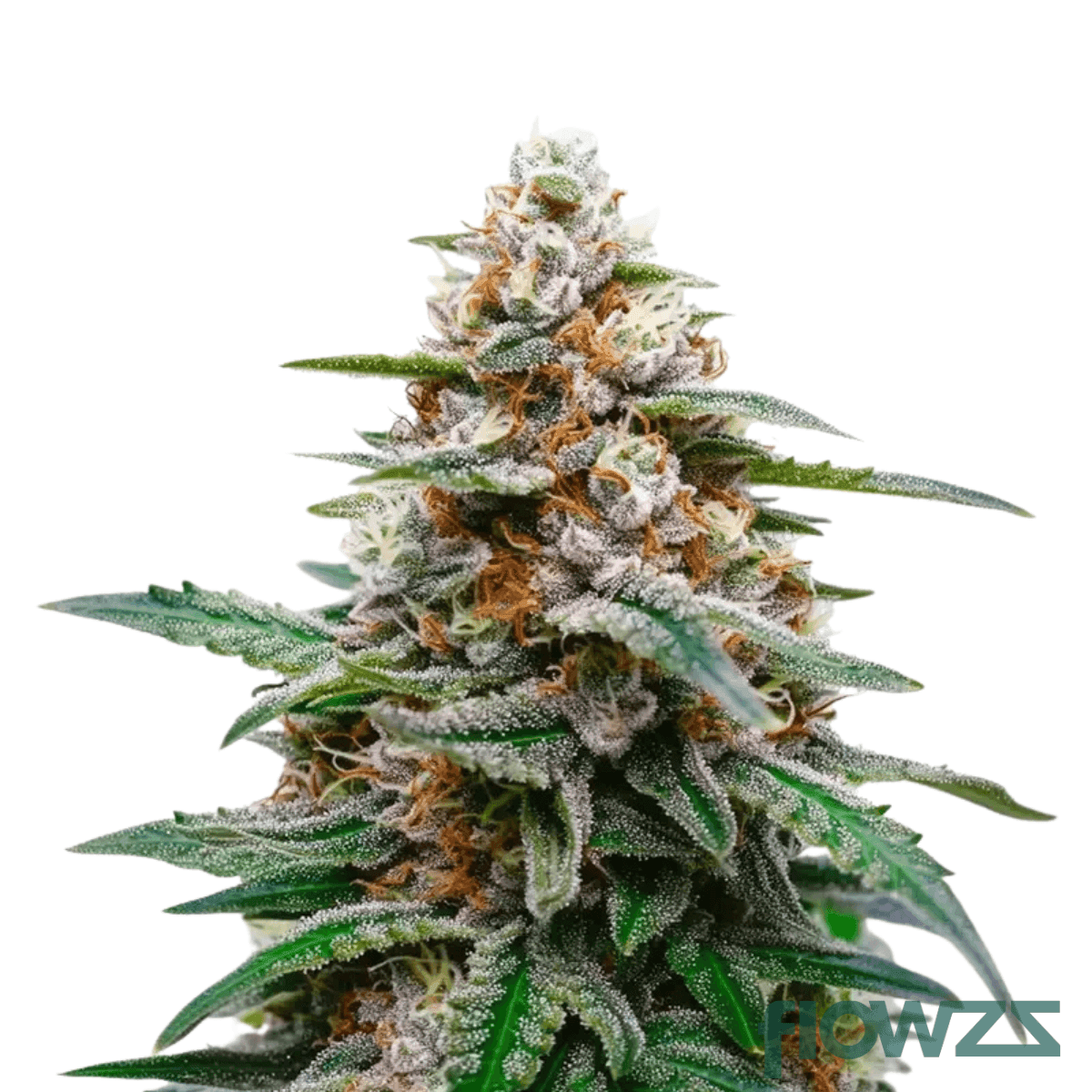 biscotti-x-mendo-purps