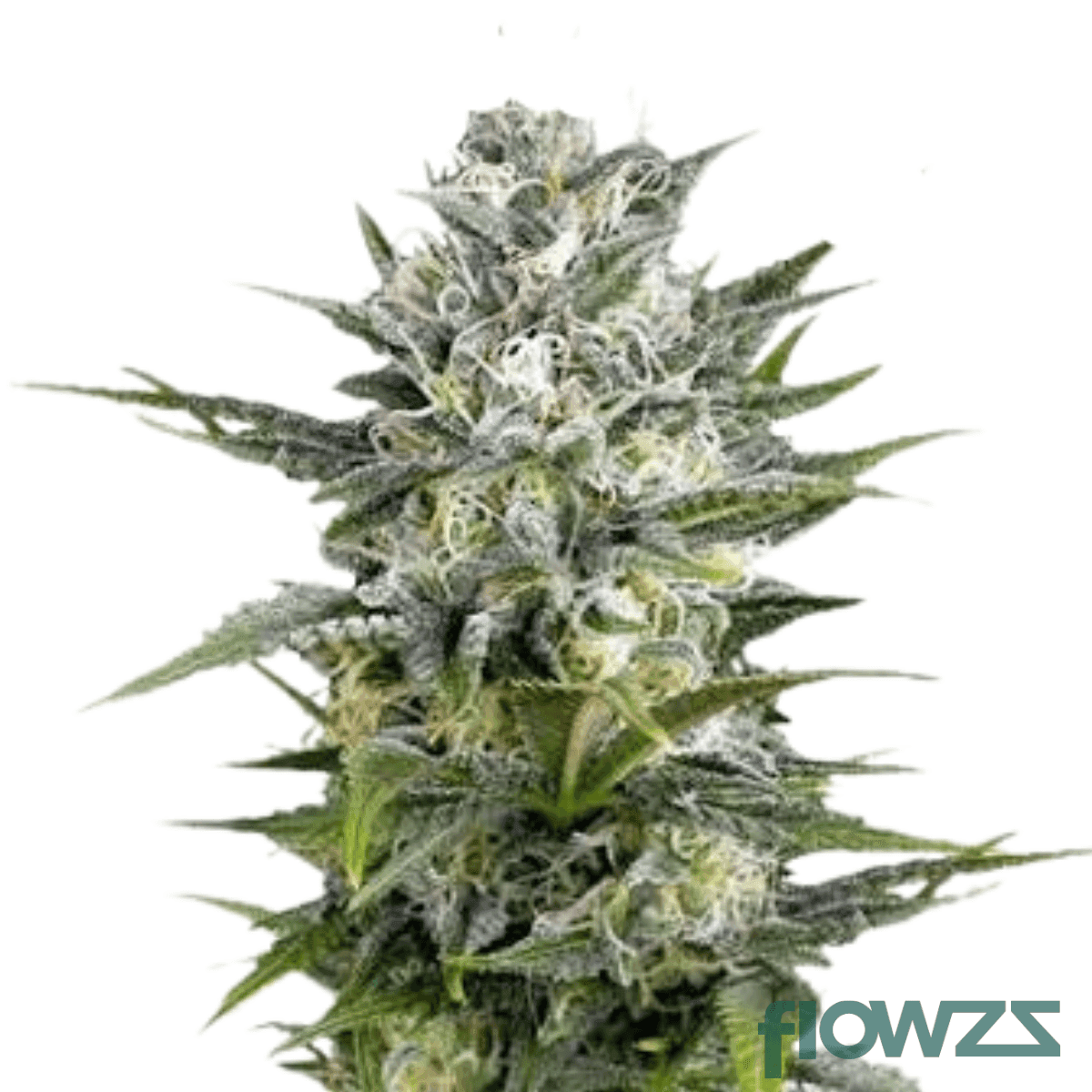 afghani-x-skunk-1-x-ak-47