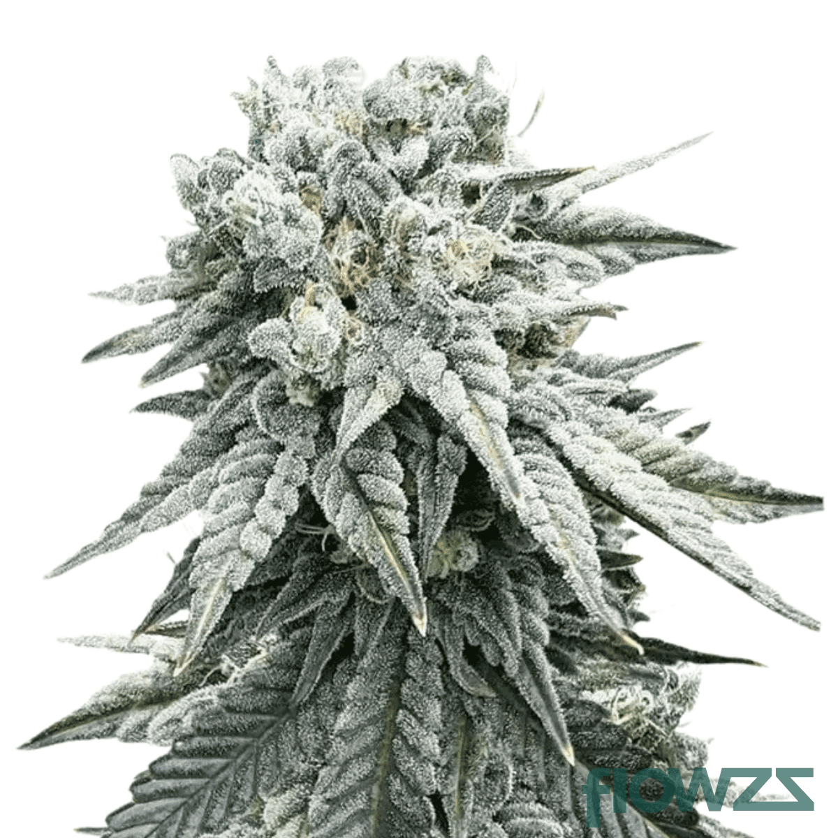 minty-gas
