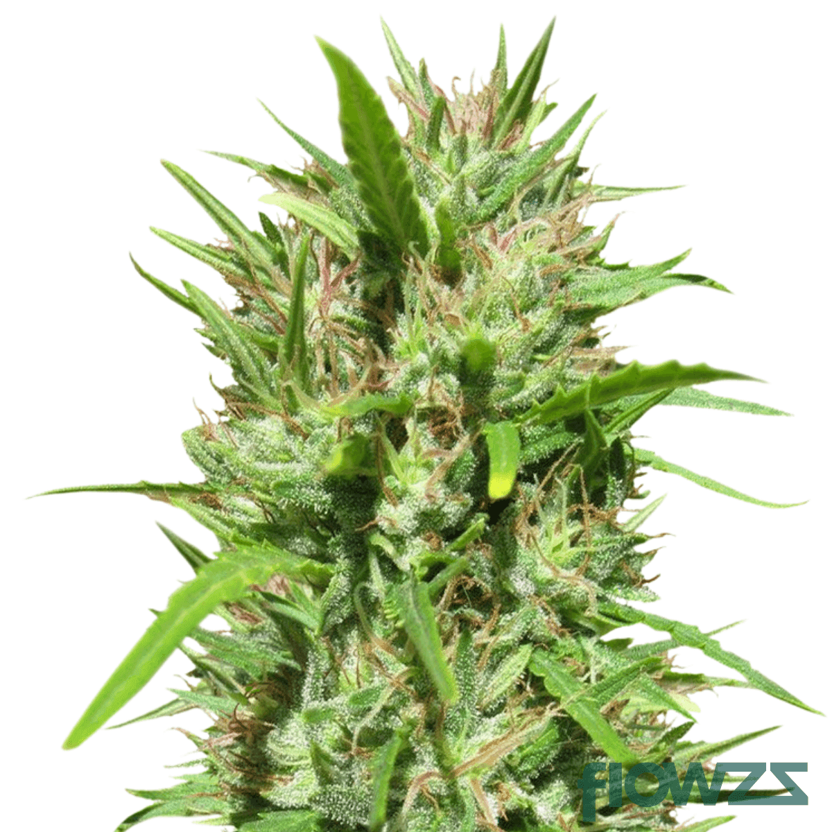 citrus-tsunami