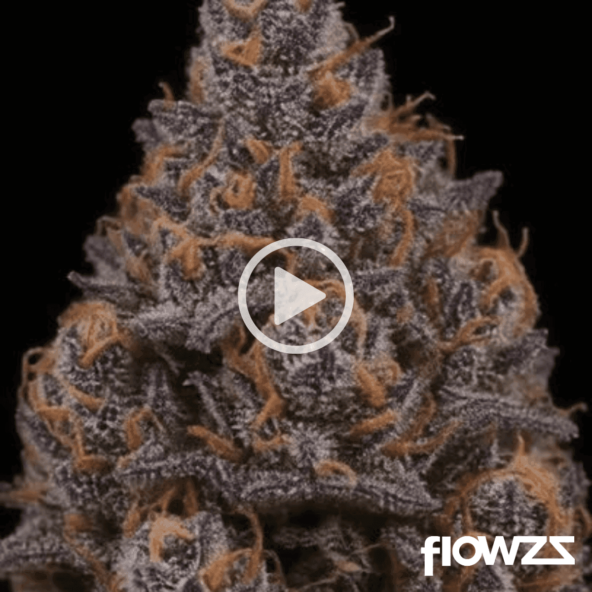 APEX CHY CA 25/1 Choc Monkey