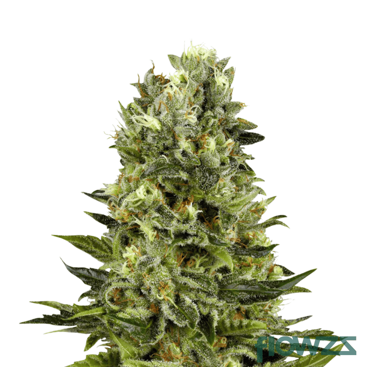 dragon-berry-kush