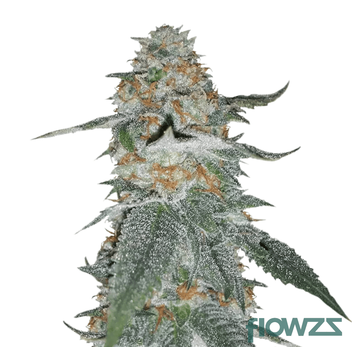 larrys-gmo