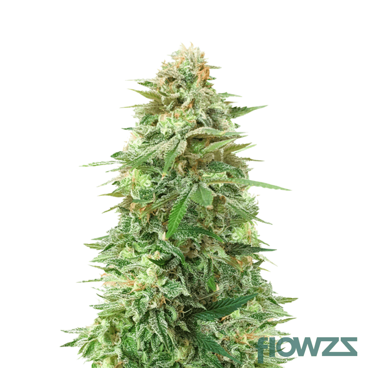 durban-gorilla