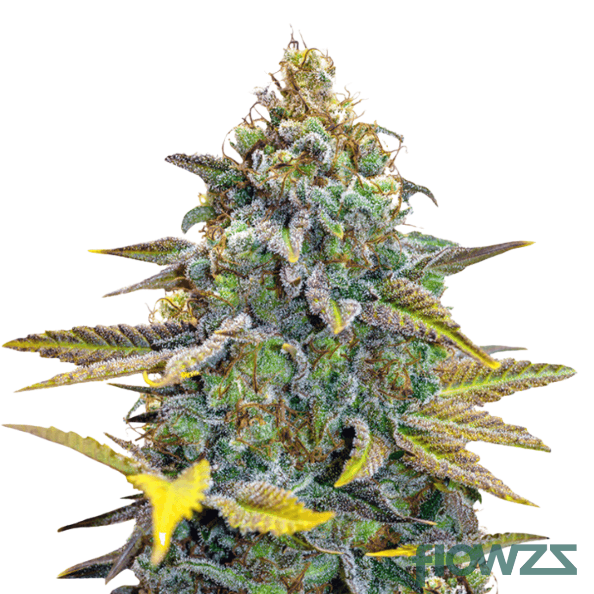 grapefruit-purple-punch