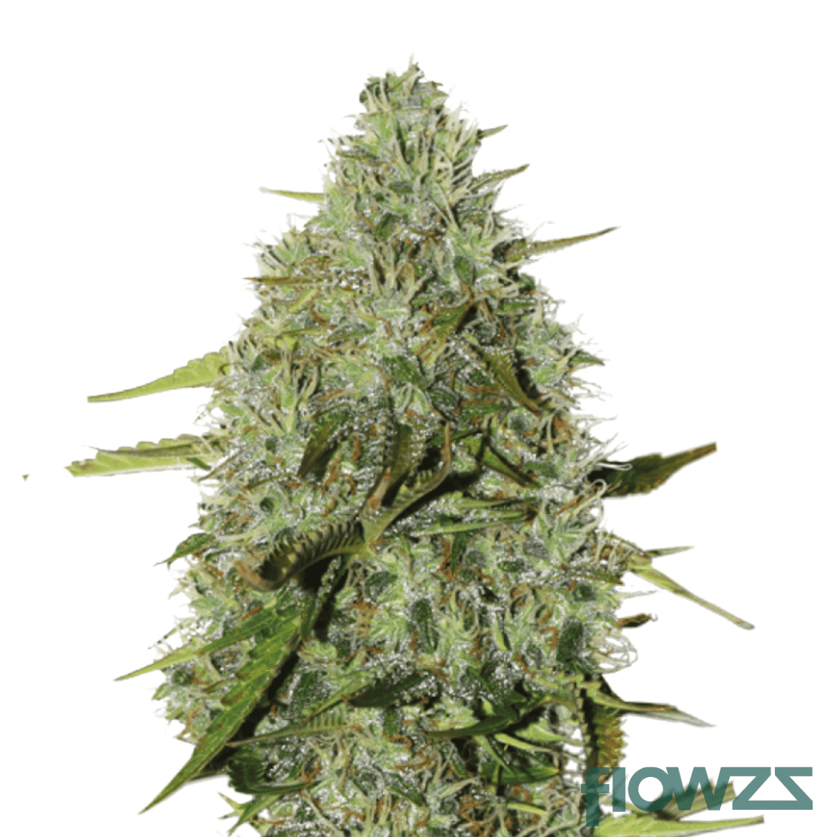 mega-platinum-haze