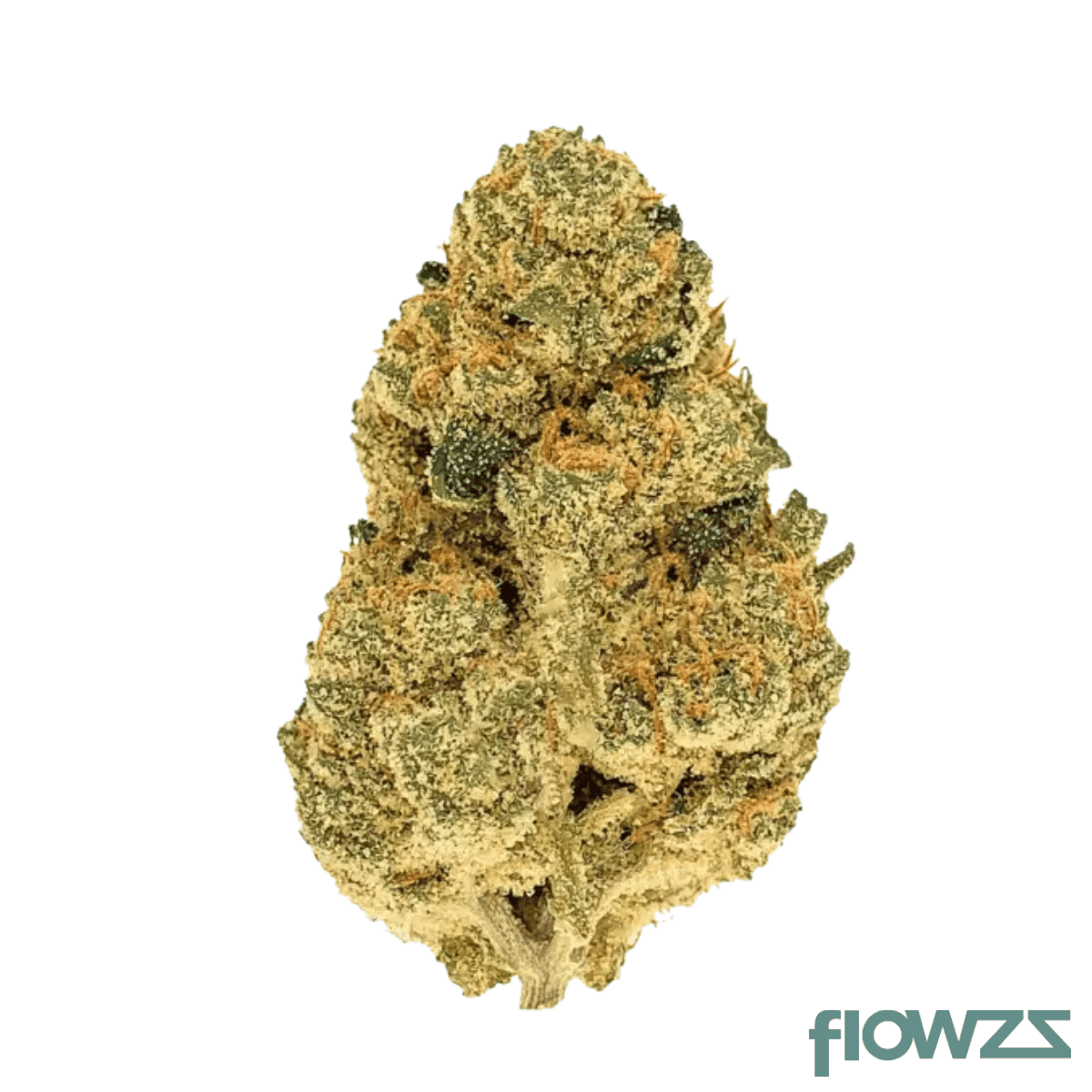 Beacon WP T24 Blueberry Pancakes