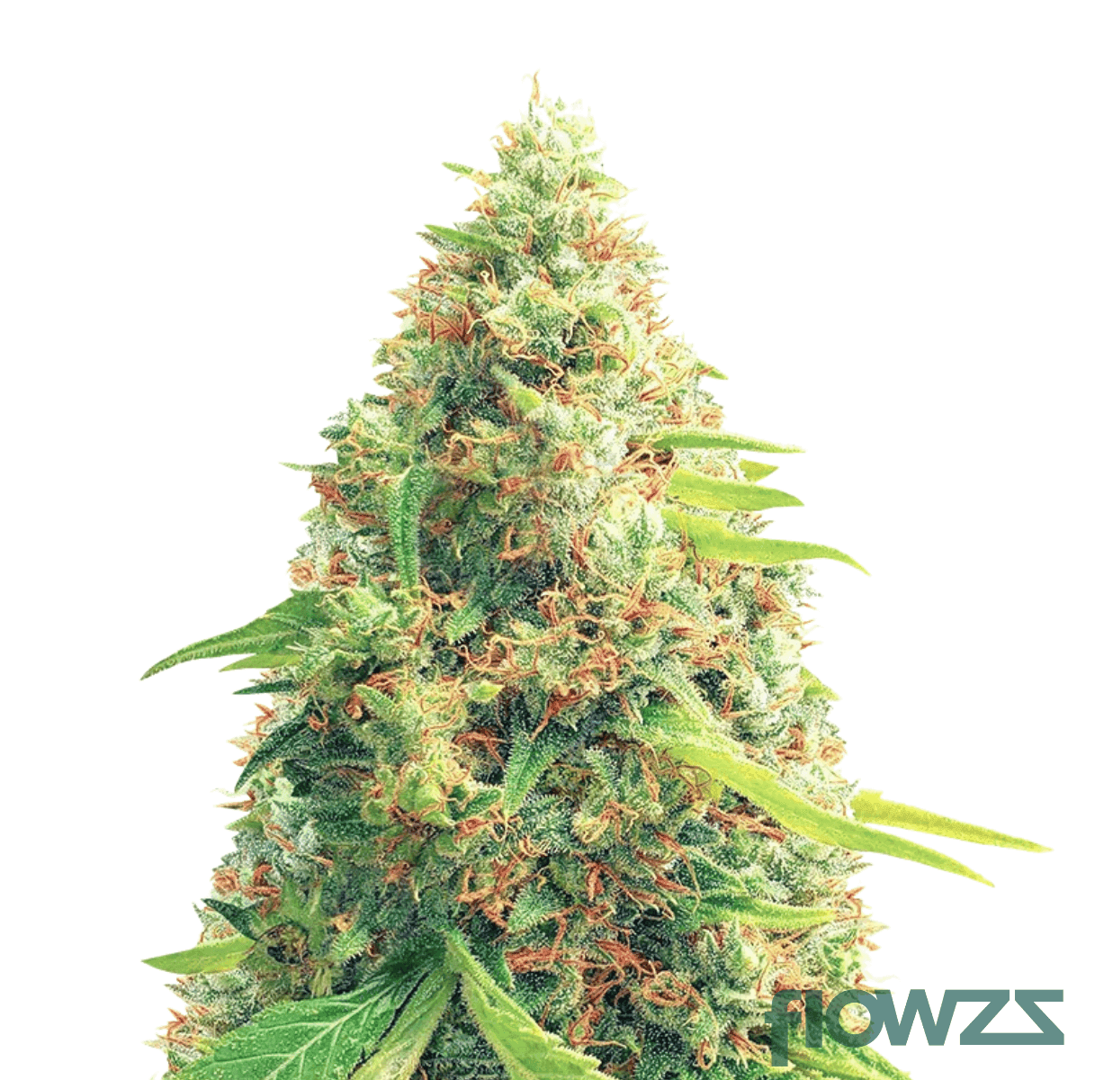 vanilla-kush