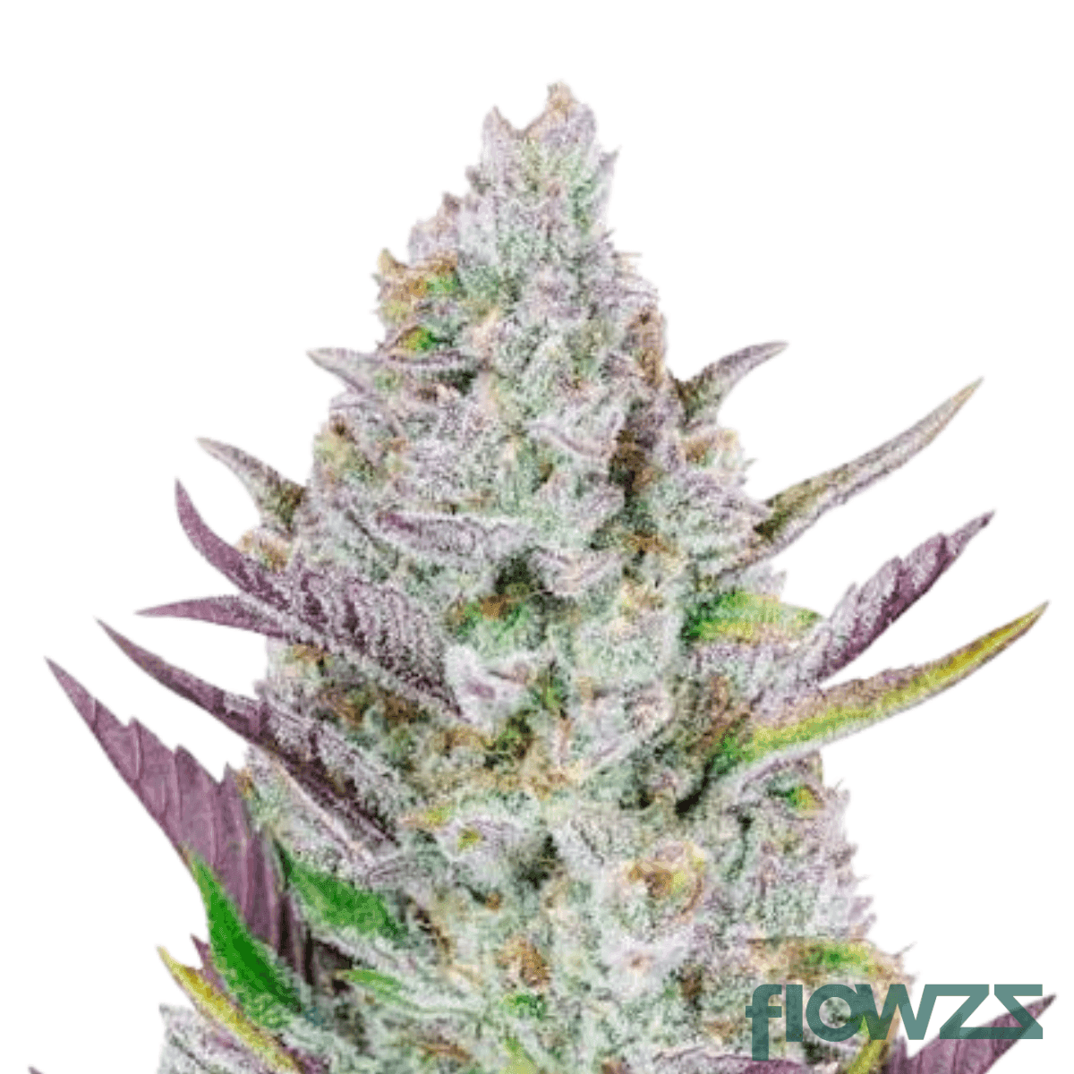 wedding-haze