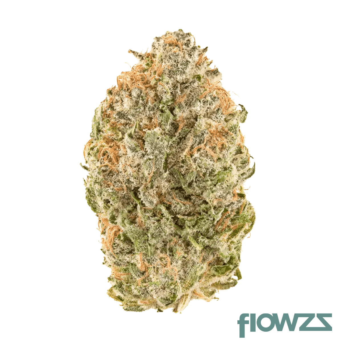 -hs-low-drop-17-1-burmese-mimosa-x-athene