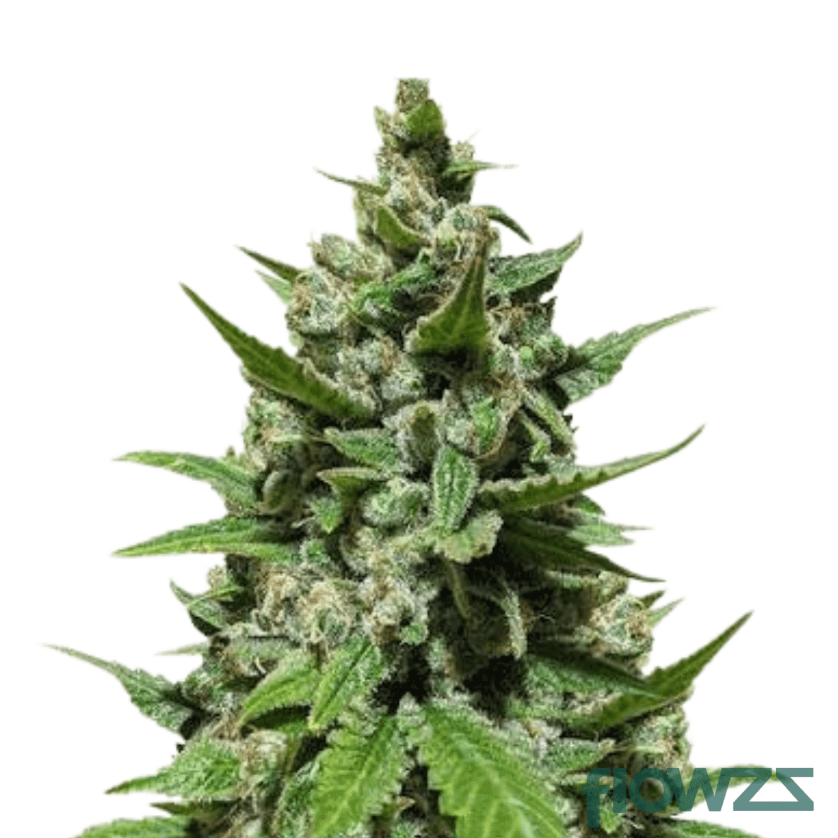 white-fire