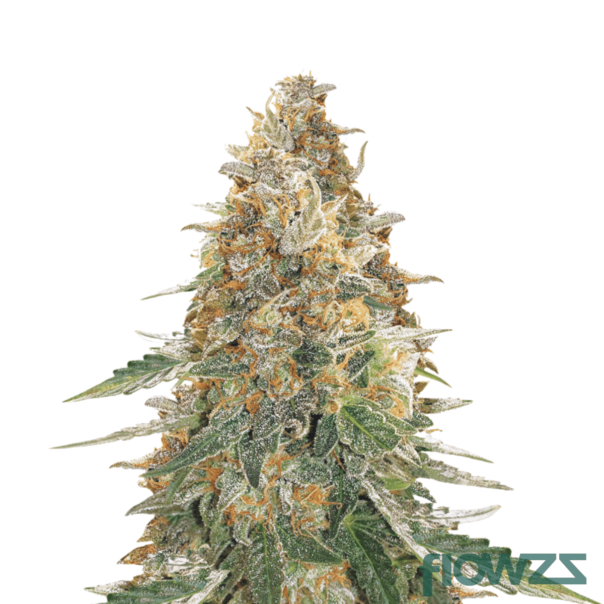 gelato-mints