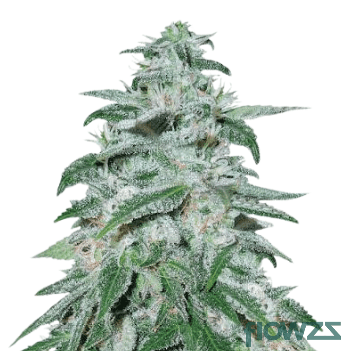 donkey-breath