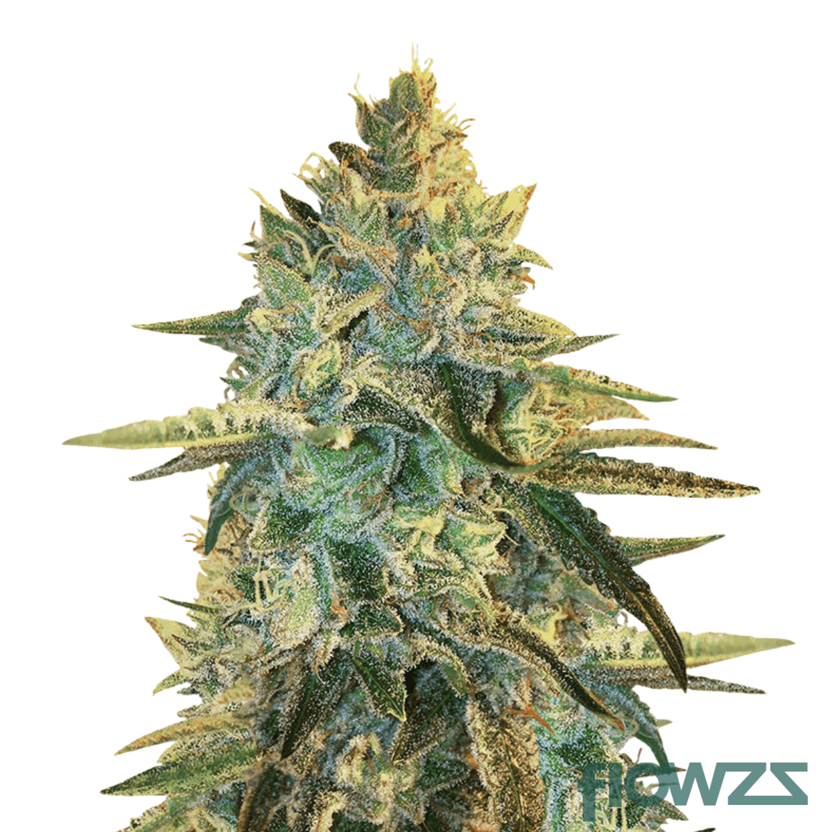 minty-cookies