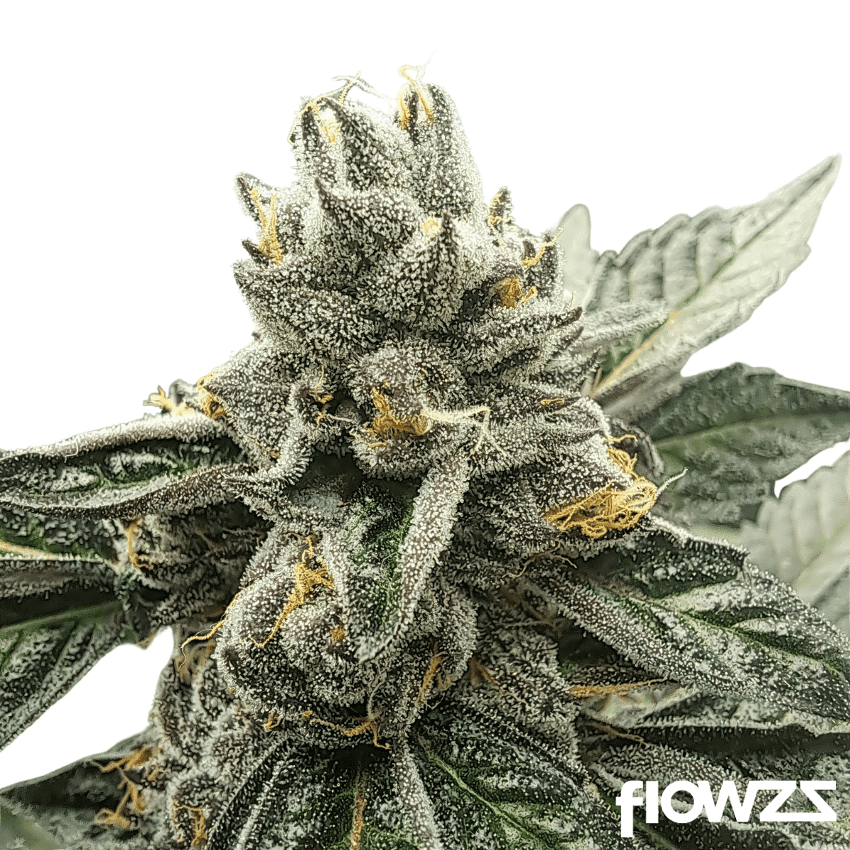 Apples & Bananas x Jealousy