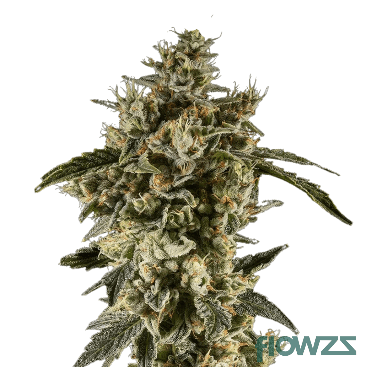 banana-kush-mints
