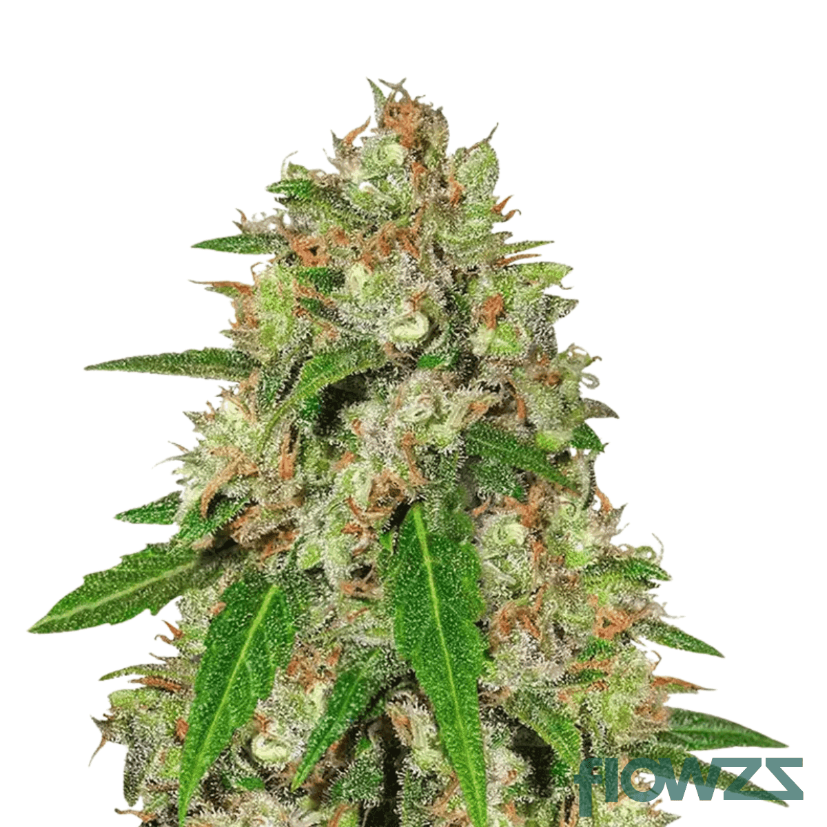 star-haze