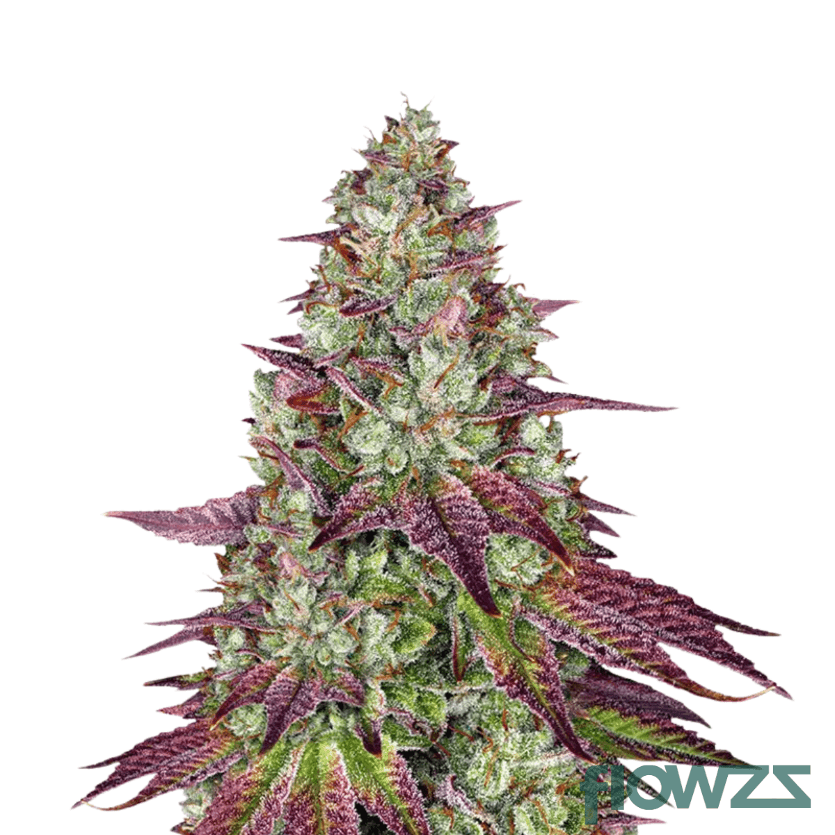 lemon-razz
