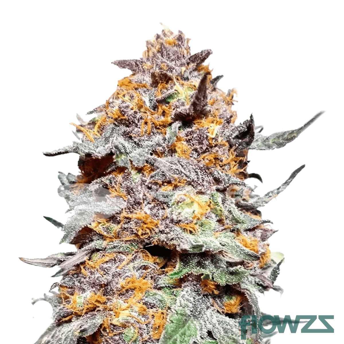 granddaddy
