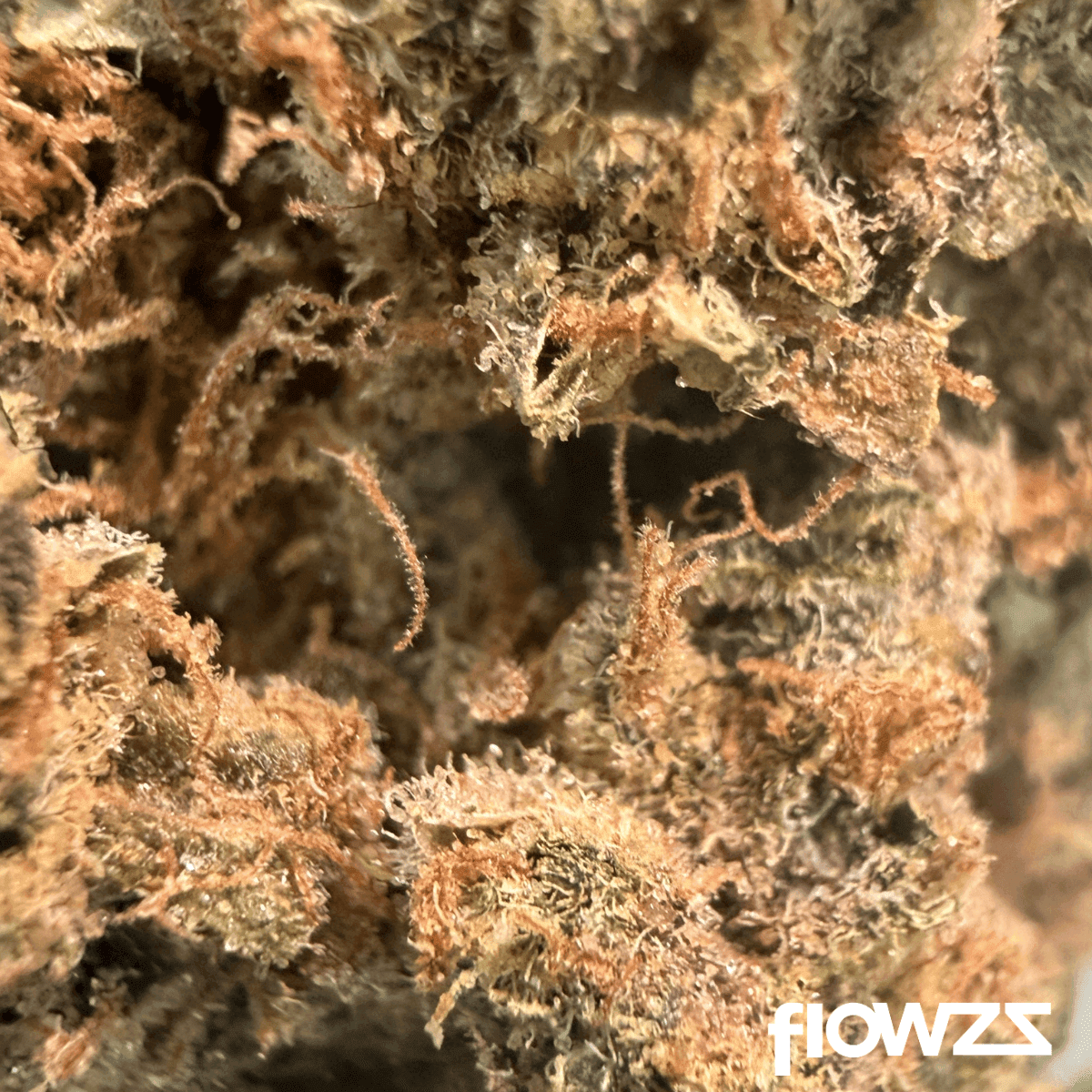 Eufloria 33/1 BAC Banana Cake