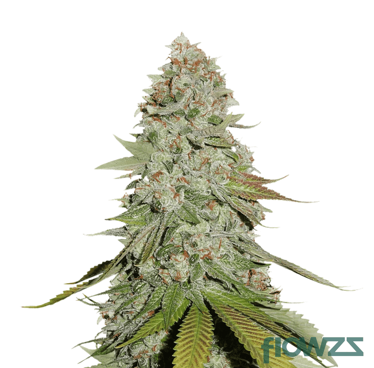 tangie-glue