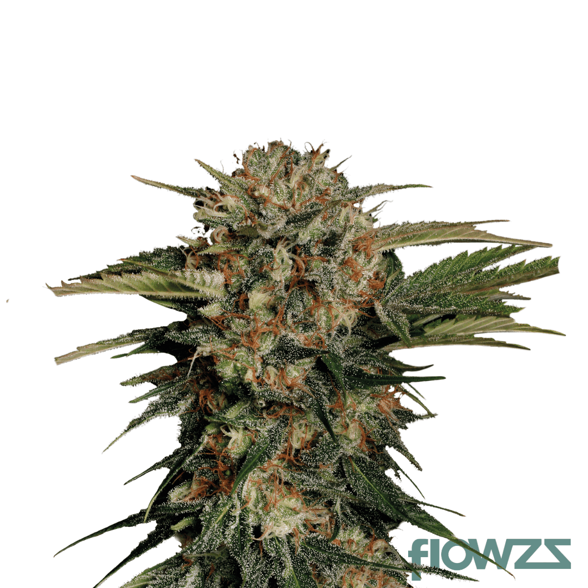 pink-rozay