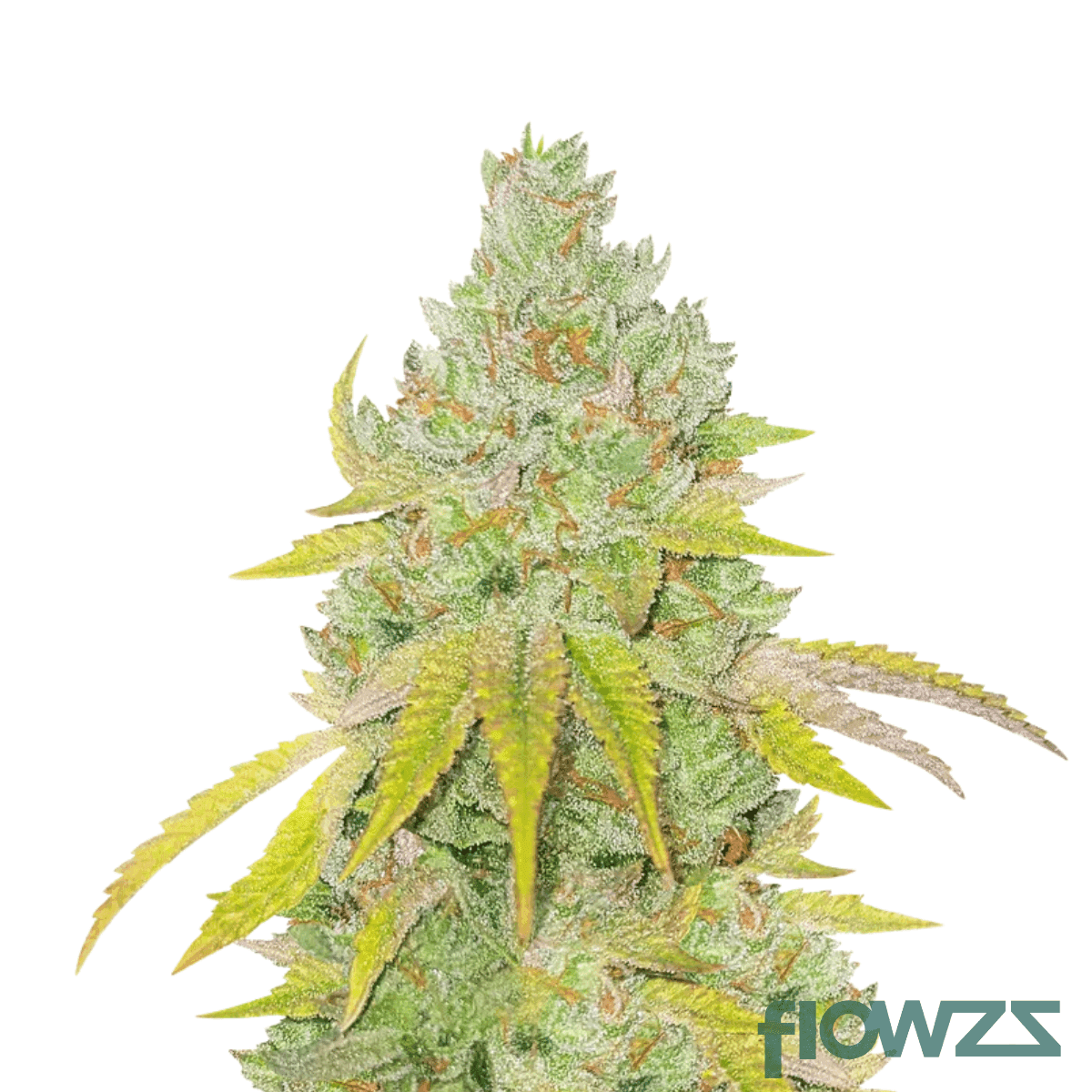 bluebanger-haze