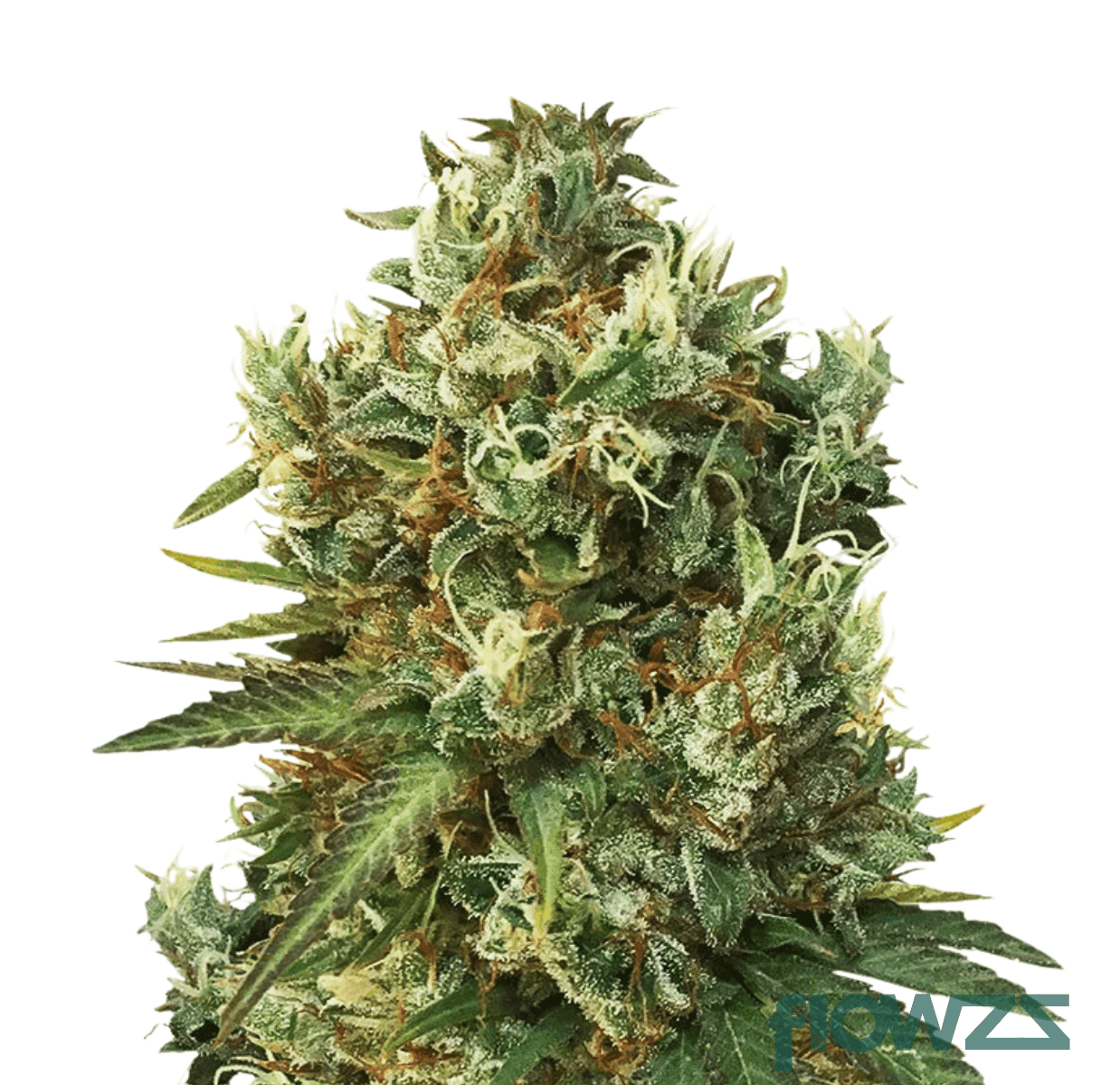 pacific-og