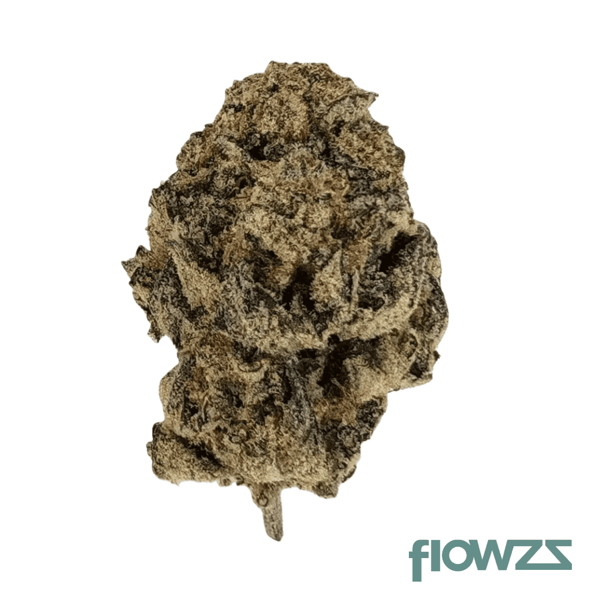 san-raf-31-1-cfk-campfire-kush