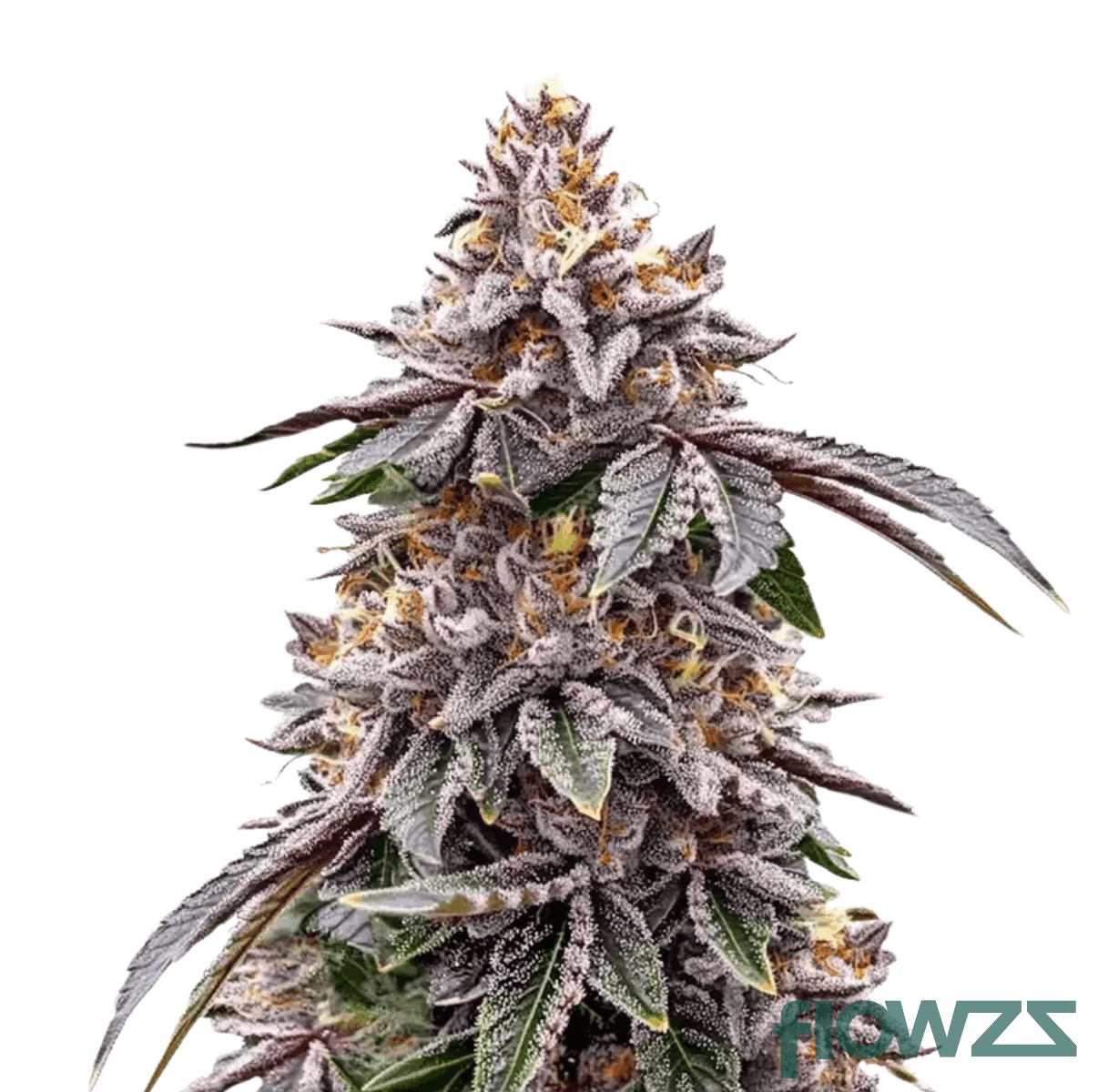 green-monster-breath