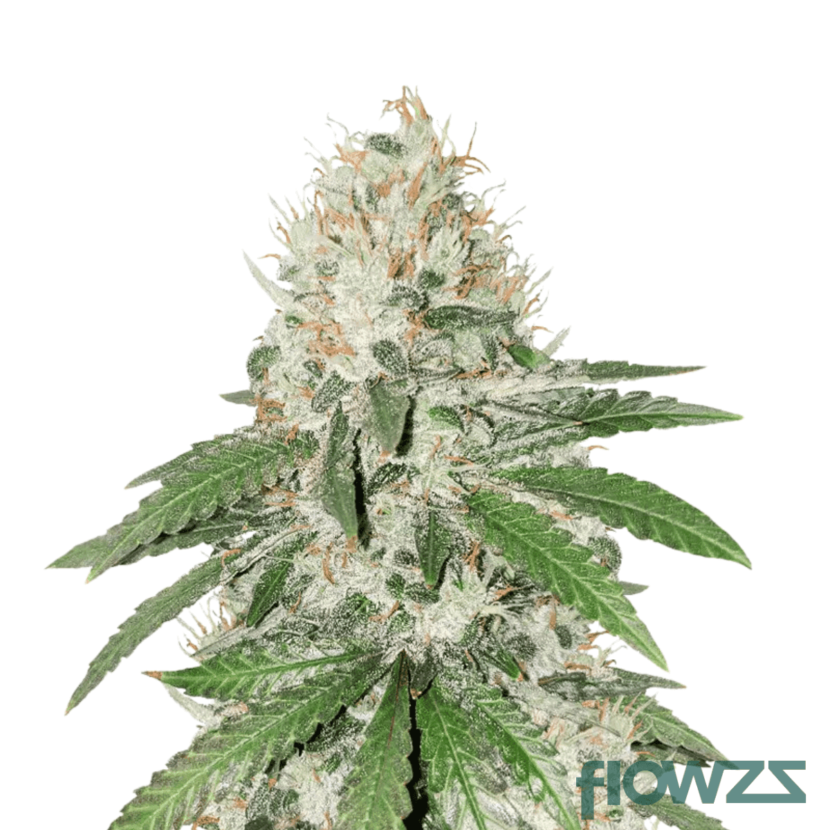 gorilla-zkittles