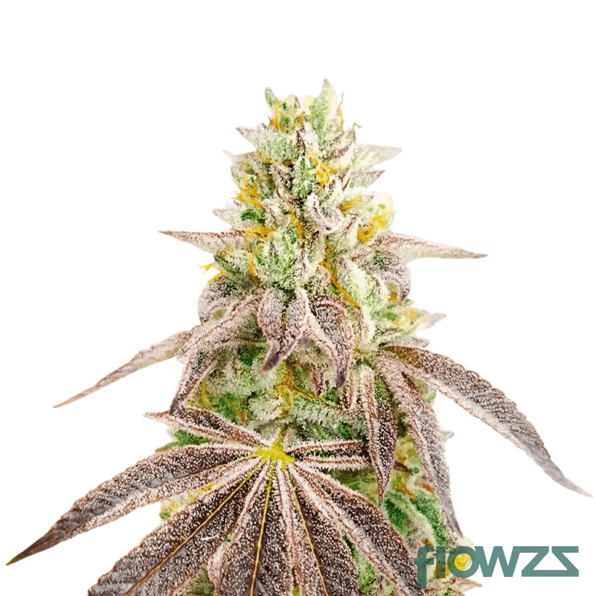 z-kush