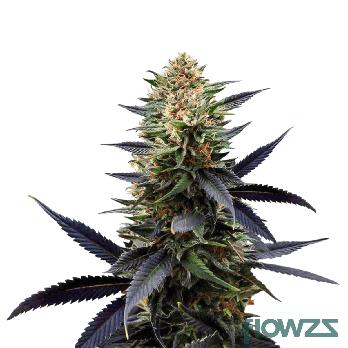 lavender-haze