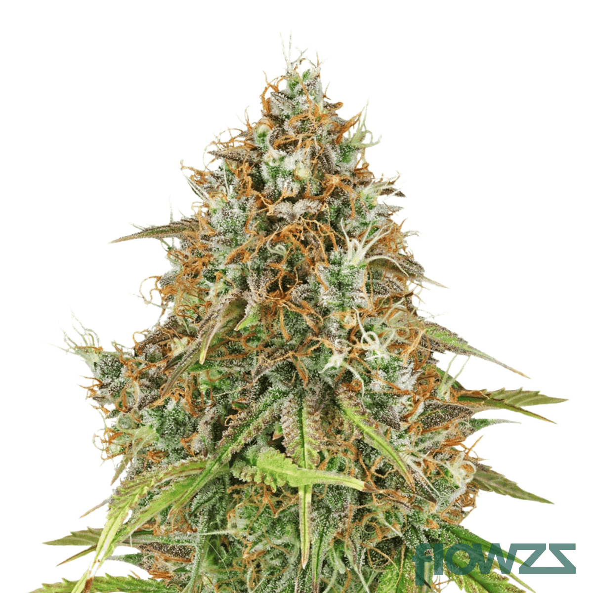 brick-haze