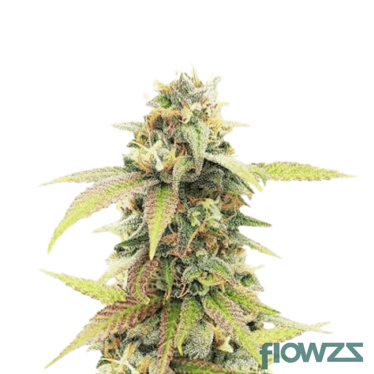 triangle-kush