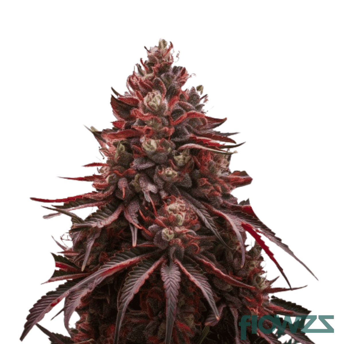 sweet-cherry-pie