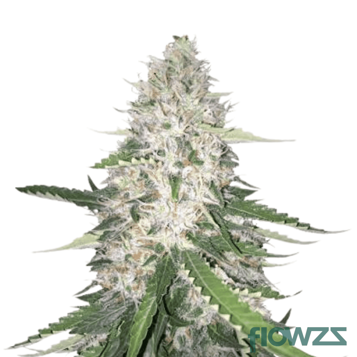 lime-crumble