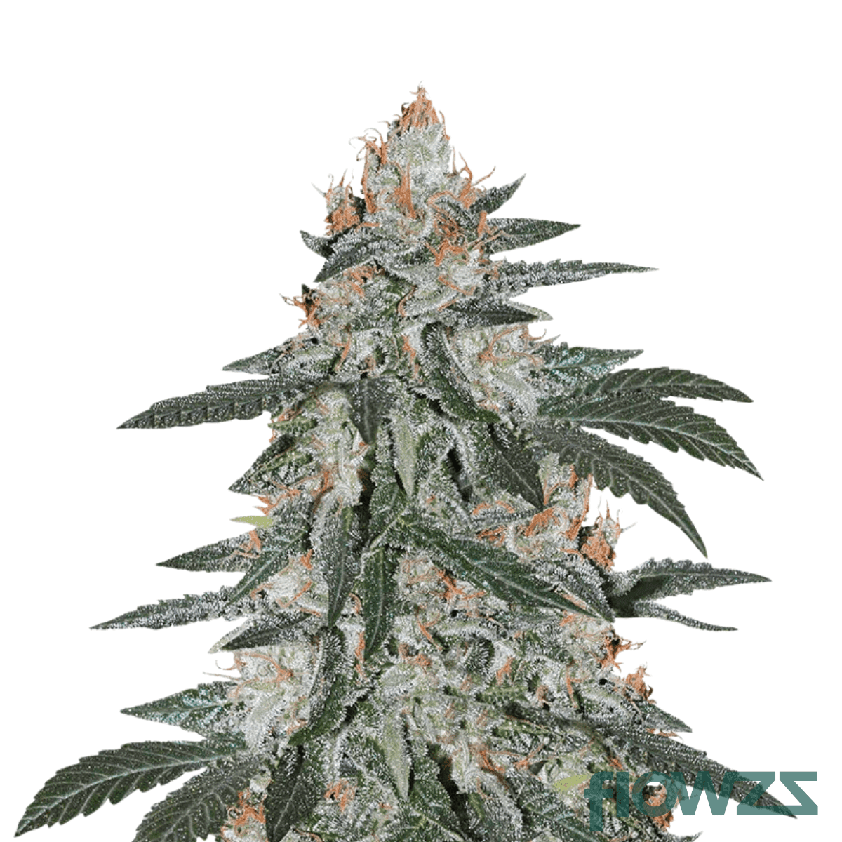 lemon-haze